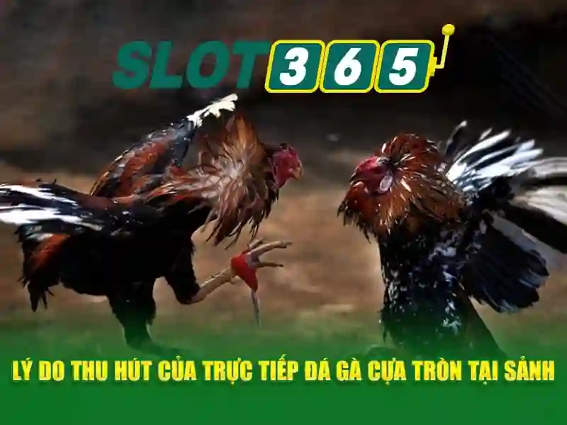 Slot365 — Cổng sòng bạc trực tuyến uy tín và trò chơi xèng đa dạng 1 Đăng Nhập