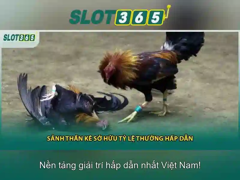 Tại sao chọn Slot365